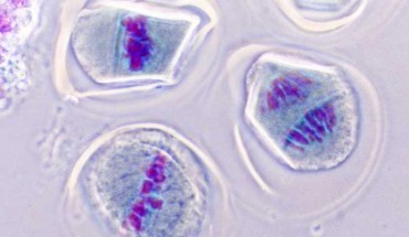 Meiosis: dividing pollen mother cells. Image credit: Josef Reischig / CC BY-SA 3.0.