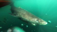 Greenland shark (Somniosus microcephalus). Image credit: Julius Nielsen.