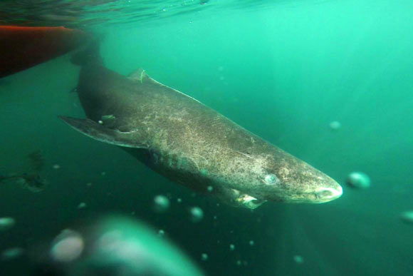 Greenland shark (Somniosus microcephalus). Image credit: Julius Nielsen.