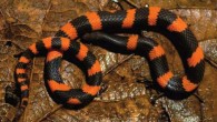 Geophis lorancai, adult male. Image credit: Miguel Ángel de la Torre Loranca.