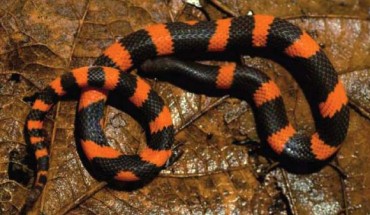 Geophis lorancai, adult male. Image credit: Miguel Ángel de la Torre Loranca.