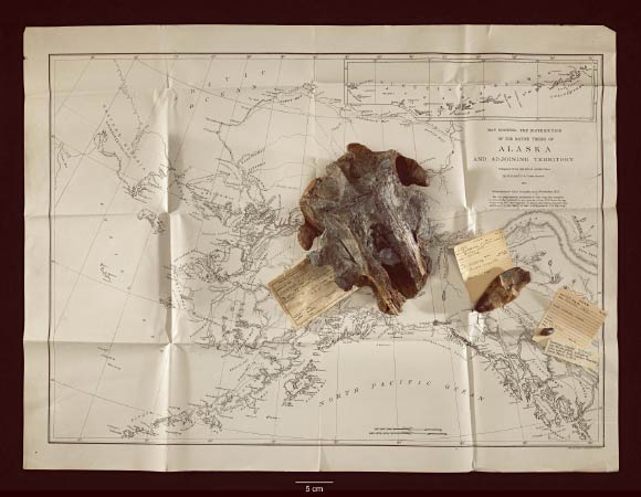 The skull of Akrtocara yakataga rests on an 1875 ethnographic map of Alaska drawn by William Healey Dall, a broadly trained naturalist who worked for several US government agencies, including the Smithsonian, and honored with several species of living mammals. Image credit: James Di Loreto / Smithsonian Institution.