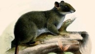 The Cameroon scaly-tail (Zenkerella insignis) by Joseph Smit, Proceedings of the Zoological Society of London 1898.