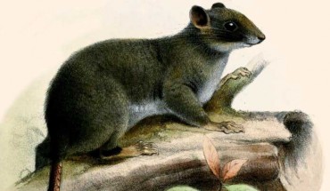 The Cameroon scaly-tail (Zenkerella insignis) by Joseph Smit, Proceedings of the Zoological Society of London 1898.