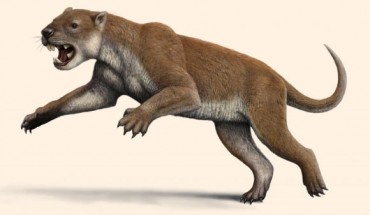 Reconstruction of the marsupial lion (Thylacoleo carnifex). Image credit: Mauricio Antón.