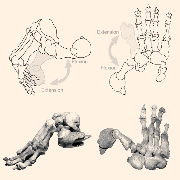 Hand of the marsupial lion, containing giant claw. Image credit: Borja Figueirido et al.