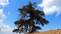 Adonis, a 1,075-year-old Bosnian pine. Image credit: Oliver Konter.