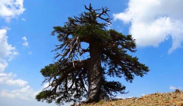 Adonis, a 1,075-year-old Bosnian pine. Image credit: Oliver Konter.