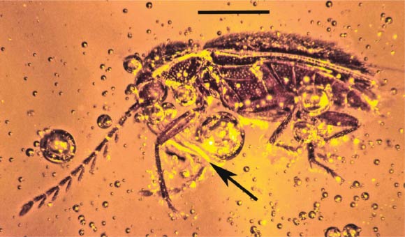 Mexican amber ptilodactyline beetle with attached pollinium of Annulites mexicana (arrow). Scale bar - 0.4 mm. Image credit: George Poinar Jr.