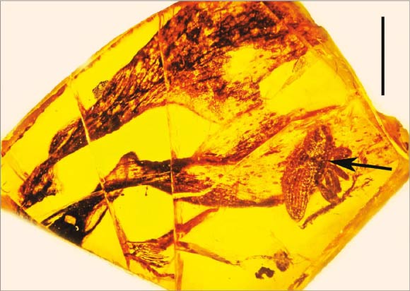 Dominican amber cryptorhynchid weevil with attached pollinarium (arrow) of Cylindrocites browni. Floral remains in background. Scale bar - 3 mm. Image credit: George Poinar Jr.