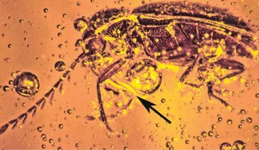 Mexican amber ptilodactyline beetle with attached pollinium of Annulites mexicana (arrow). Scale bar - 0.4 mm. Image credit: George Poinar Jr.