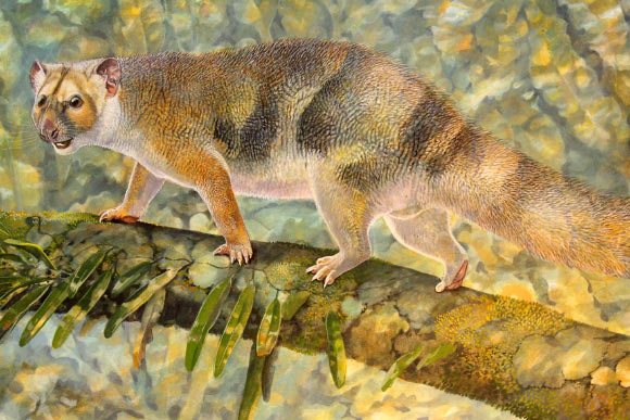 Reconstruction of Microleo attenboroughi. Image credit: Peter Schouten.