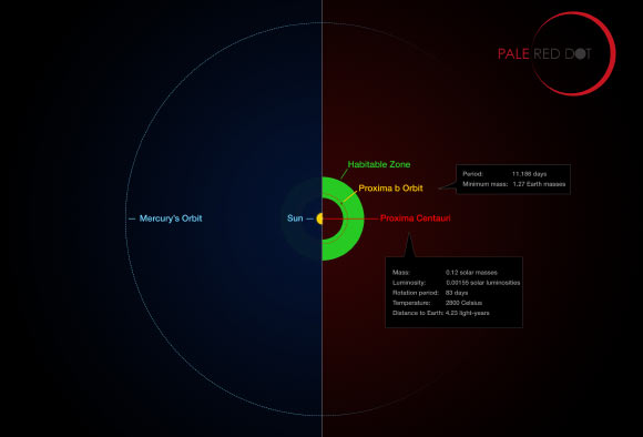 This infographic compares the orbit of Proxima b with the same region of our Solar System. Proxima Centauri is smaller and cooler than the Sun and the planet orbits much closer to its star than Mercury. As a result it lies well within the habitable zone, where liquid water can exist on the planet’s surface. Image credit: M. Kornmesser / G. Coleman / ESO.