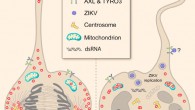 Marco Onorati et al. describe the derivation and characterization, including single-cell RNA-seq, of neocortical and spinal cord neuroepithelial stem (NES) cells to model early human neurodevelopment and Zika virus (ZIKV)-related neuropathogenesis. By analyzing human NES cells, organotypic fetal brain slices, and a ZIKV-infected micrencephalic brain, the team shows that ZIKV infects both neocortical and spinal NES cells as well as their fetal homolog, radial glial cells (RGCs), causing disrupted mitoses, supernumerary centrosomes, structural disorganization, and cell death. ZIKV infection of NES cells and RGCs causes centrosomal depletion and mitochondrial sequestration of phospho-TBK1 during mitosis. The scientists also found that nucleoside analogs inhibit ZIKV replication in NES cells, protecting them from ZIKV-induced pTBK1 relocalization and cell death. They established a model system of human neural stem cells to reveal cellular and molecular mechanisms underlying neurodevelopmental defects associated with ZIKV infection and its potential treatment. Image credit: Marco Onorati et al.