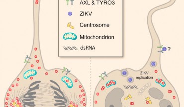 Marco Onorati et al. describe the derivation and characterization, including single-cell RNA-seq, of neocortical and spinal cord neuroepithelial stem (NES) cells to model early human neurodevelopment and Zika virus (ZIKV)-related neuropathogenesis. By analyzing human NES cells, organotypic fetal brain slices, and a ZIKV-infected micrencephalic brain, the team shows that ZIKV infects both neocortical and spinal NES cells as well as their fetal homolog, radial glial cells (RGCs), causing disrupted mitoses, supernumerary centrosomes, structural disorganization, and cell death. ZIKV infection of NES cells and RGCs causes centrosomal depletion and mitochondrial sequestration of phospho-TBK1 during mitosis. The scientists also found that nucleoside analogs inhibit ZIKV replication in NES cells, protecting them from ZIKV-induced pTBK1 relocalization and cell death. They established a model system of human neural stem cells to reveal cellular and molecular mechanisms underlying neurodevelopmental defects associated with ZIKV infection and its potential treatment. Image credit: Marco Onorati et al.