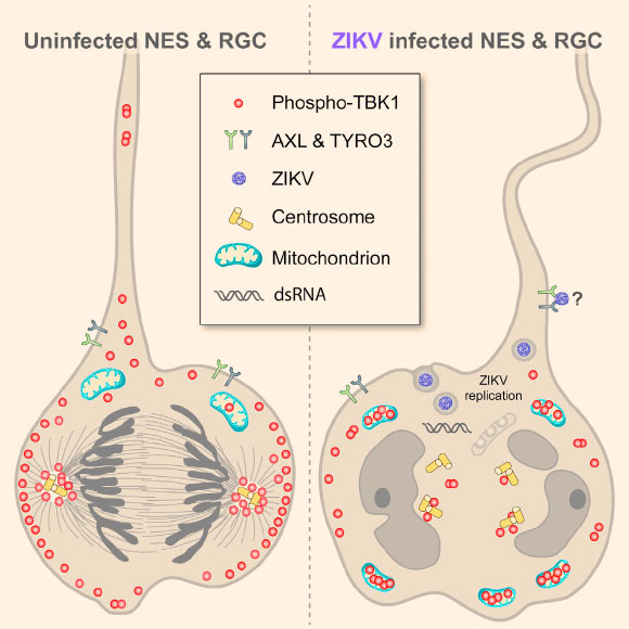 Marco Onorati et al. describe the derivation and characterization, including single-cell RNA-seq, of neocortical and spinal cord neuroepithelial stem (NES) cells to model early human neurodevelopment and Zika virus (ZIKV)-related neuropathogenesis. By analyzing human NES cells, organotypic fetal brain slices, and a ZIKV-infected micrencephalic brain, the team shows that ZIKV infects both neocortical and spinal NES cells as well as their fetal homolog, radial glial cells (RGCs), causing disrupted mitoses, supernumerary centrosomes, structural disorganization, and cell death. ZIKV infection of NES cells and RGCs causes centrosomal depletion and mitochondrial sequestration of phospho-TBK1 during mitosis. The scientists also found that nucleoside analogs inhibit ZIKV replication in NES cells, protecting them from ZIKV-induced pTBK1 relocalization and cell death. They established a model system of human neural stem cells to reveal cellular and molecular mechanisms underlying neurodevelopmental defects associated with ZIKV infection and its potential treatment. Image credit: Marco Onorati et al.