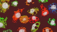 This image depicts the presence of different viral RNA segments of GCXV within infected cells. Image credit: Michael Lindquist.