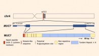 Genomic location, organization and subexonic copy number variation of the MUC7 gene in the human reference genome: the gray bar indicates the chromosomal band where MUC7 resides; the zoomed-in version of the gene shows the two coding exons (thick blue bars), the UTR region at the 3’ and 5’ ends (thin blue bars) and intronic regions (blue line in-between exons). Start and end of the transcript are indicated by the numbers at each end. The different functional domains within the MUC7 protein are designated by different colors at the bottom of the panel. Image credit: D. Xu et al.