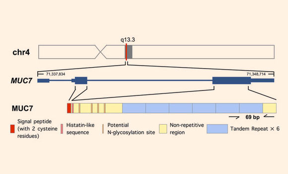 Genomic location, organization and subexonic copy number variation of the MUC7 gene in the human reference genome: the gray bar indicates the chromosomal band where MUC7 resides; the zoomed-in version of the gene shows the two coding exons (thick blue bars), the UTR region at the 3’ and 5’ ends (thin blue bars) and intronic regions (blue line in-between exons). Start and end of the transcript are indicated by the numbers at each end. The different functional domains within the MUC7 protein are designated by different colors at the bottom of the panel. Image credit: D. Xu et al.