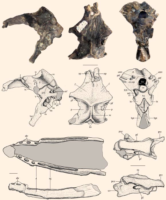 Selected skeletal elements of Allkaruen koi: braincase, mandible and cervical vertebra. Abbreviations: ag - alveolar groove; alv - alveoli; atr - anterior tympanic recess; bo - basioccipital; btr - basipterygoid recess; bpt - basipterygoid process; bs - basisphenoid; bt - basal tuber; cmv - caudal middle cerebral vein foramen; co - condyle; ct - crista tuberalis; d - dentary; eo-op - exoccipital/opisthotic; f - frontal; fm - foramen magnum; lts - laterosphenoid; mf - metotic foramen; nc - nuchal crest; np - nasal process; ns, neural spine; oc - occipital condyle; p - parietal; pf - pneumatic foramen; poz - postzygapophysis; pro - prootic; prz - prezygapophysis; ptf - posttemporal fenestra; ptr - posterior tympanic recess; sc - sagittal crest. Roman numerals indicate cranial nerves. Scale bars - 10 mm. Image credit: Codorniú L et al.