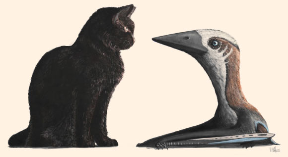 A restoration of a small-bodied pterosaur, representing the atypically diminutive Late Cretaceous azhdarchoid specimen, against a modern housecat (around 30 cm tall at shoulder). Image credit: Mark Witton.