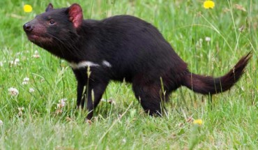 Tasmanian devil (Sarcophilus harrisii). Image credit: J.J. Harrison / CC BY-SA 3.0.