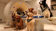 Trained dogs around fMRI scanner. Image credit: Eniko Kubinyi.
