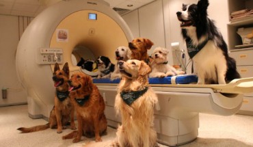 Trained dogs around fMRI scanner. Image credit: Eniko Kubinyi.