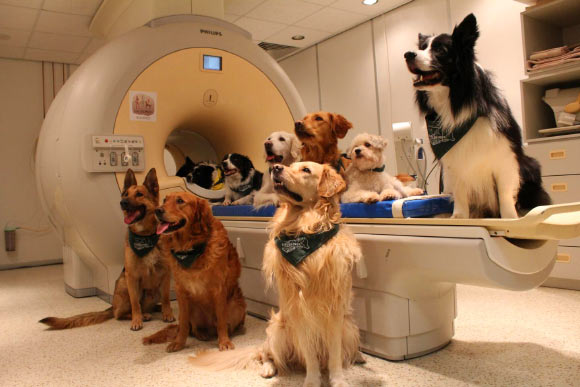 Trained dogs around fMRI scanner. Image credit: Eniko Kubinyi.