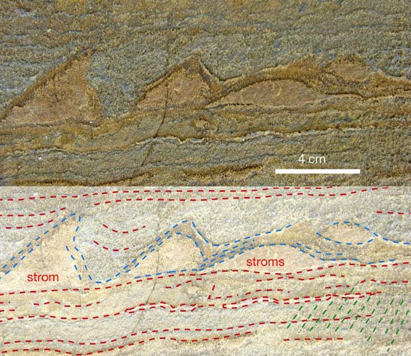 3.7-billion-year-old Isua stromatolites: isolated stromatolite (strom) and aggregate of stromatolites (stroms); locally, lamination is preserved in the stromatolites (blue lines); layering in the overlying sediment (red lines) onlaps onto the stromatolite sides; a weak tectonic foliation is indicated (green lines). Image credit: Allen P. Nutman et al.