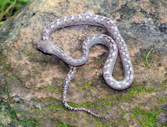 Madagascarophis lolo in life. Image credit: Christopher J. Raxworthy.
