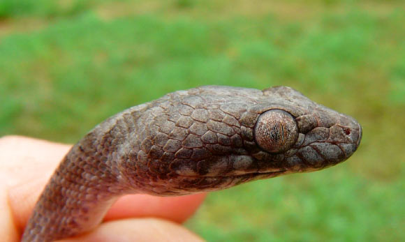 Madagascarophis lolo. Image credit: Sara Ruane.