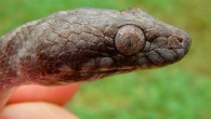 Madagascarophis lolo. Image credit: Sara Ruane.