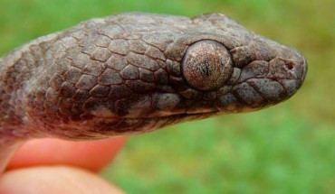 Madagascarophis lolo. Image credit: Sara Ruane.