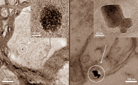 Transmission electron micrographs of brain thin sections, identifying two distinct types of magnetite morphologies: rounded particles (left) and angular particles (right). Image credit: Barbara A. Maher et al, doi: 10.1073/pnas.1605941113.