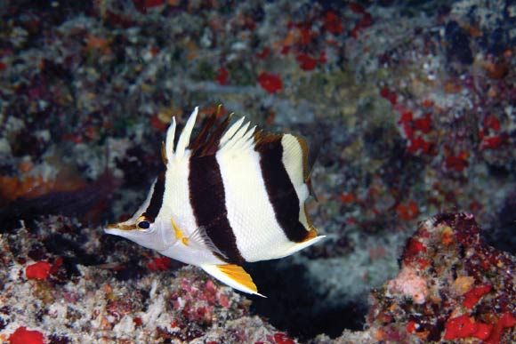 The Pete Basabe’s butteflyfish (Prognathodes basabei) at a depth of 180 feet (55 m) off Pearl and Hermes Atoll, Northwestern Hawaiian Islands. Image credit: Greg McFall / NOAA.