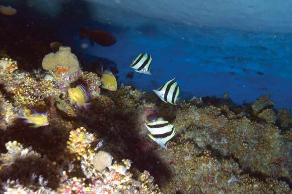 A group of three Pete Basabe’s butteflyfish (Prognathodes basabei) at a depth of 295 feet (90 m) off Pearl and Hermes Atoll, Northwestern Hawaiian Islands. Image credit: R. L. Pyle.
