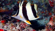 The Pete Basabe’s butteflyfish (Prognathodes basabei) at a depth of 180 feet (55 m) off Pearl and Hermes Atoll, Northwestern Hawaiian Islands. Image credit: Greg McFall / NOAA.