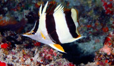 The Pete Basabe’s butteflyfish (Prognathodes basabei) at a depth of 180 feet (55 m) off Pearl and Hermes Atoll, Northwestern Hawaiian Islands. Image credit: Greg McFall / NOAA.