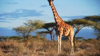 Reticulated giraffe (G. reticulata) in Samburu NP, Kenya. Image credit: Julian Fennessy / Giraffe Conservation Foundation.