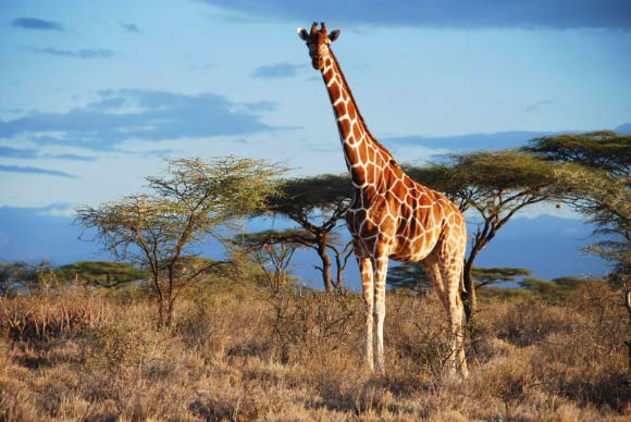 Reticulated giraffe (G. reticulata) in Samburu NP, Kenya. Image credit: Julian Fennessy / Giraffe Conservation Foundation.