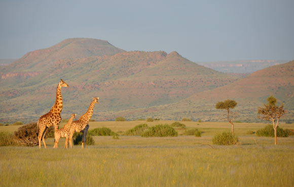 Angolan giraffes (G. g. angolensis), previously G. c. angolensis, in Northwest Namibia. Image credit: Julian Fennessy / Giraffe Conservation Foundation.