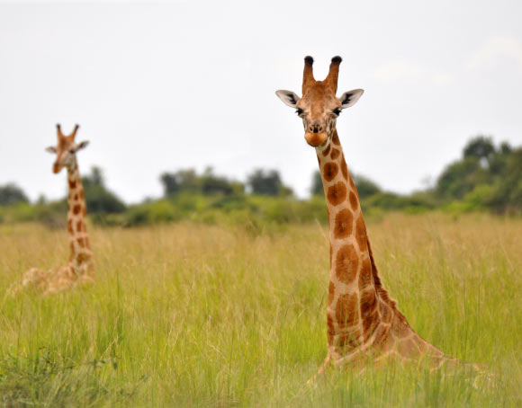 Nubian giraffe (G. c. camelopardalis), previously Rothschild’s giraffe (G. c. rothschildi). Image credit: Julian Fennessy / Giraffe Conservation Foundation.