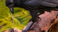 Captive Hawaiian crow (Corvus hawaiiensis) using a stick tool to extract food from a wooden log. Image credit: Ken Bohn / San Diego Zoo Global.