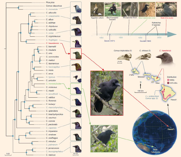 Phylogenetic and biogeographical context of tool behavior in crows. Image credit: Christian Rutz et al.