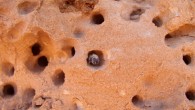 Nesting area of Anthophora pueblo in Utah’s San Rafael Desert. Image credit: Michael Orr, Utah State University.