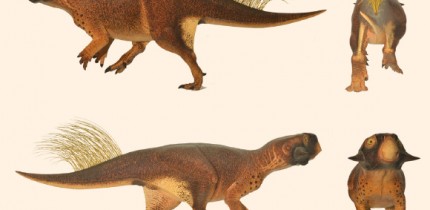 Model of Psittacosaurus sp. based on skin and pigmentation patterns on the specimen from the Senckenberg Museum, Germany. Image credit: Jakob Vinther et al.
