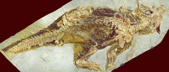 Specimen of Psittacosaurus sp. photographed under crossed polarized light. Image credit: Jakob Vinther et al.