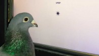 Damian Scarf et al. demonstrate that pigeons (Columba livia) trained to discriminate words from non-words picked up on the orthographic properties that define words and used this knowledge to identify words they had never seen before. Image credit: Damian Scarf / University of Otago.
