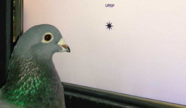 Damian Scarf et al. demonstrate that pigeons (Columba livia) trained to discriminate words from non-words picked up on the orthographic properties that define words and used this knowledge to identify words they had never seen before. Image credit: Damian Scarf / University of Otago.